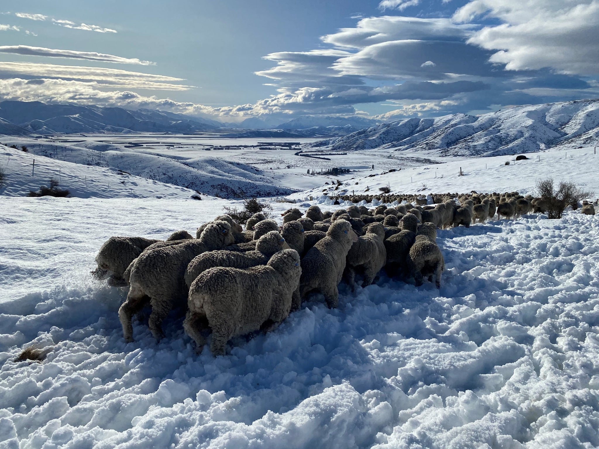 Merino